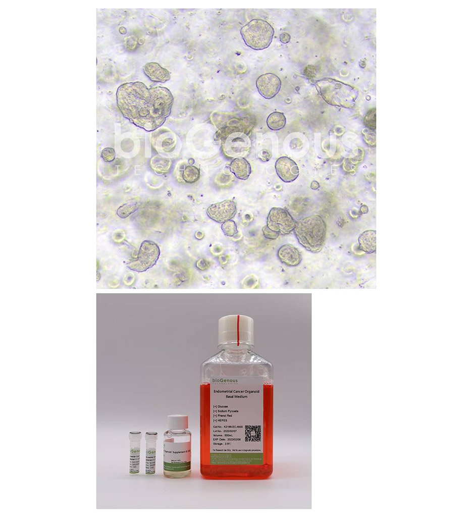 Endometrial Cancer Organoid Kit子宫内膜癌