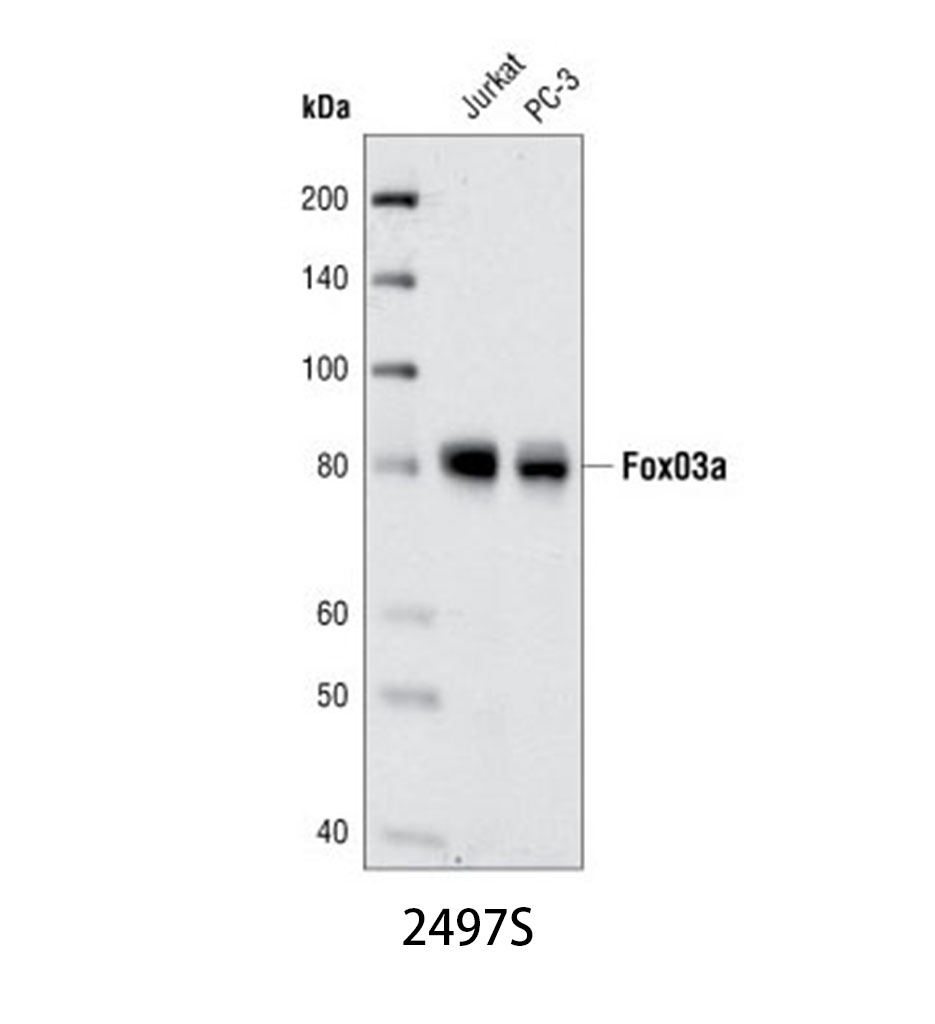 FoxO3a (75D8) Rabbit mAb