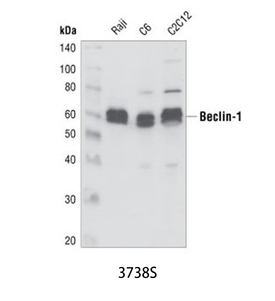 Beclin-1 Antibody