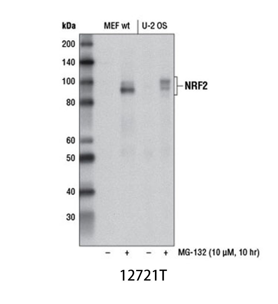 NRF2 (D1Z9C) XPRabbit mAb