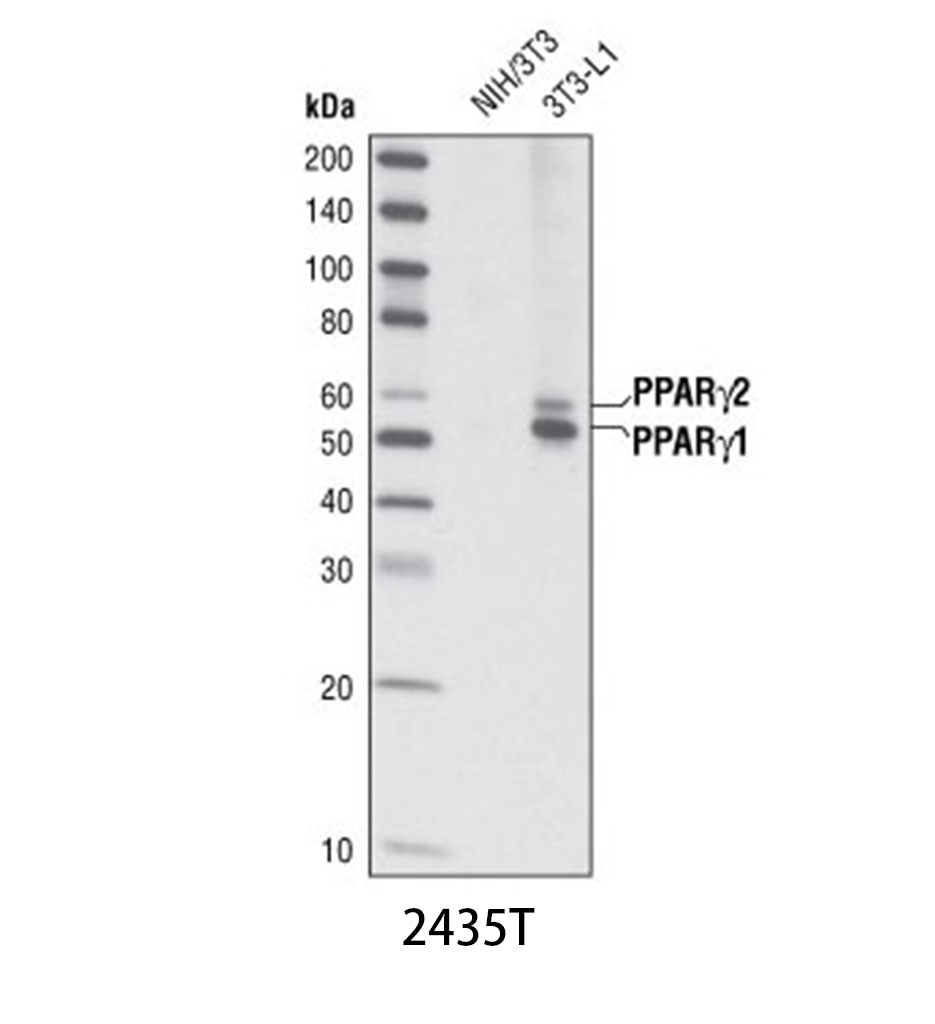 PPARγ (C26H12) Rabbit mAb