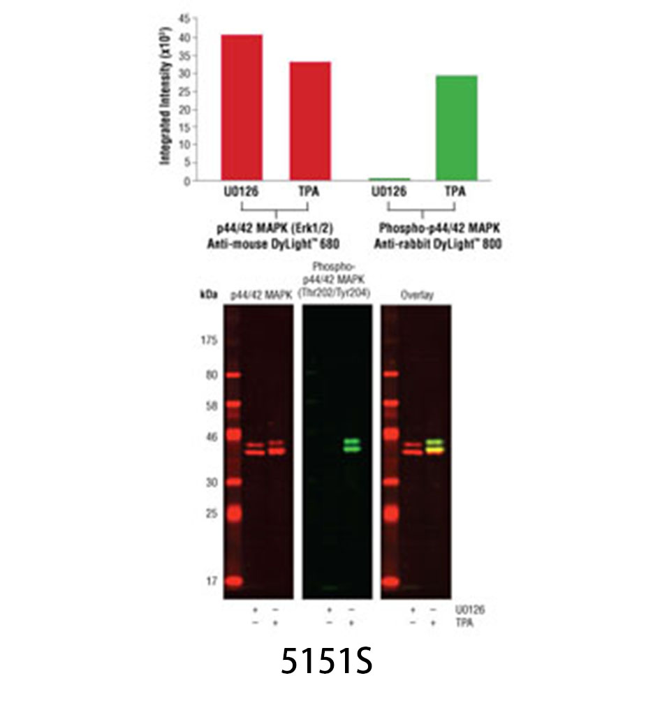 Anti-rabbit IgG (H+L) (DyLight 800 4X PEG Conjugate)