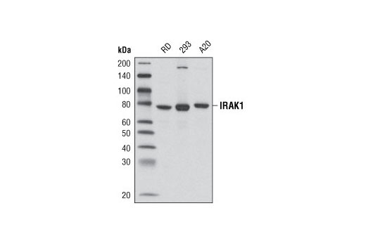 IRAK1 (D51G7) Rabbit mAb