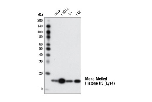 Mono-Methyl-Histone H3 (Lys4) (D1A9) XP Rabbit mAb