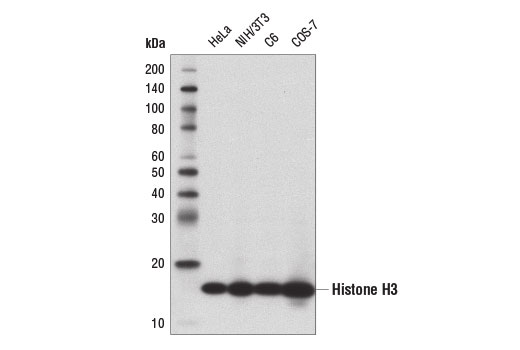 Histone H3 (1B1B2) Mouse mAb