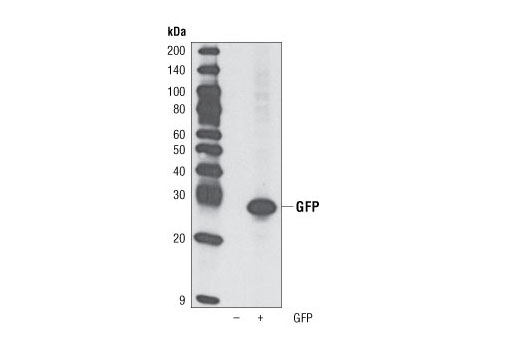 GFP (D5.1) Rabbit mAb