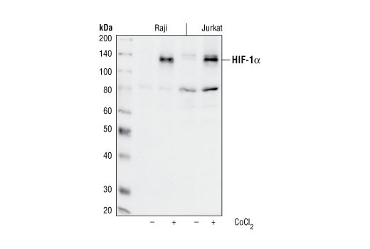 HIF-1α Antibody