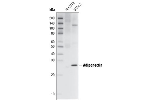 Adiponectin (C45B10) Rabbit mAb