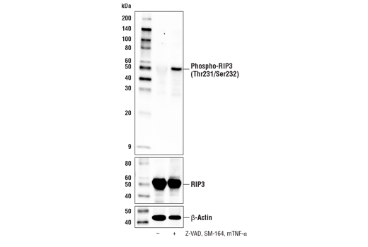 Phospho-RIP3 (Thr231/Ser232) (E7S1R) Rabbit mAb
