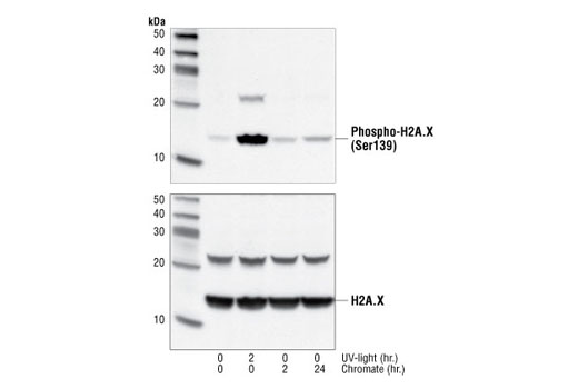 Histone H2A.X Antibody