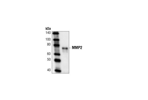 MMP-2 Antibody