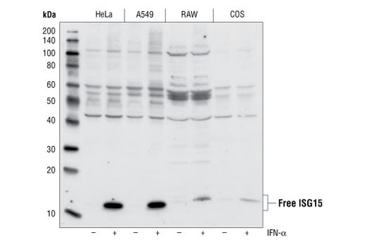 ISG15 Antibody