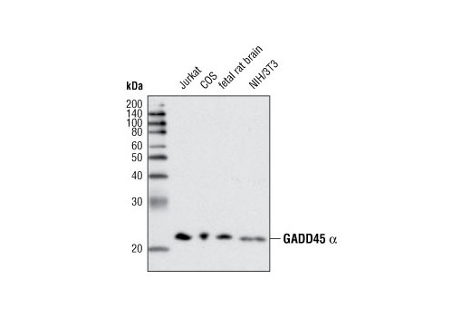 GADD45 alpha (D17E8) Rabbit mAb