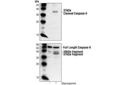 Cleaved Caspase-9 (Asp353) Antibody (Mouse Specific)