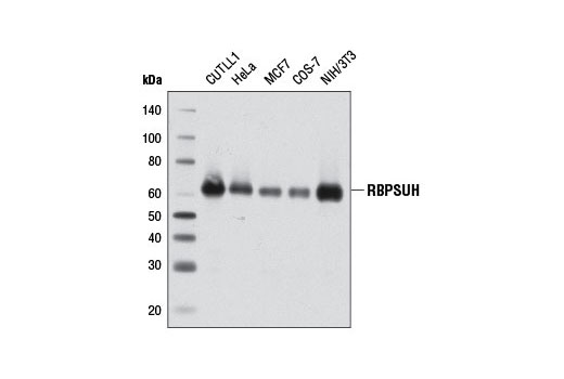 RBPSUH (D10A4) XP Rabbit mAb