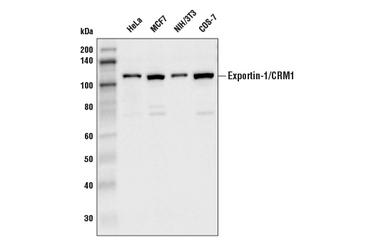 Exportin-1/CRM1 (D6V7N) Rabbit mAb