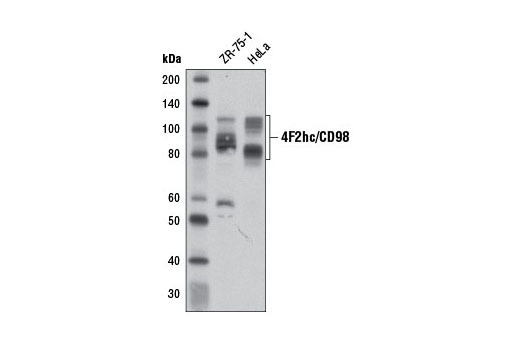 4F2hc/CD98 (D6O3P) Rabbit mAb