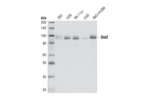 Dvl2 Antibody