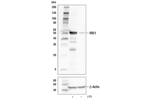 IRG1 Antibody