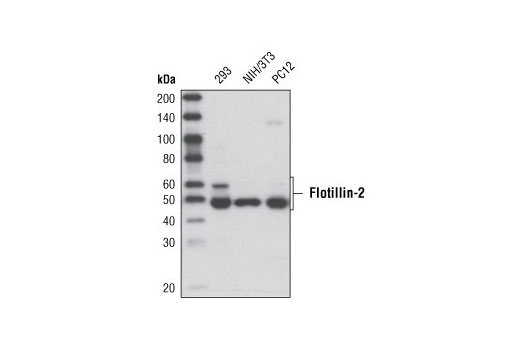 Flotillin-2 (C42A3) Rabbit mAb