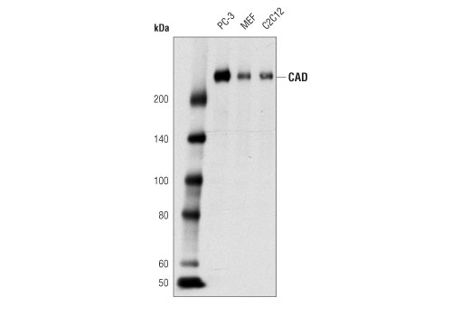 CAD (D2T8H) Rabbit mAb