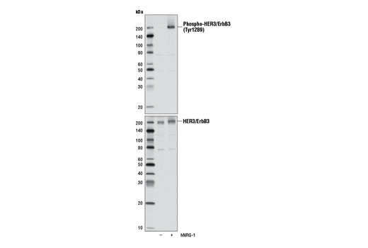 Phospho-HER3/ErbB3 (Tyr1289) (D1B5) Rabbit mAb
