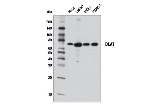 DLAT (4A4-B6-C10) Mouse mAb