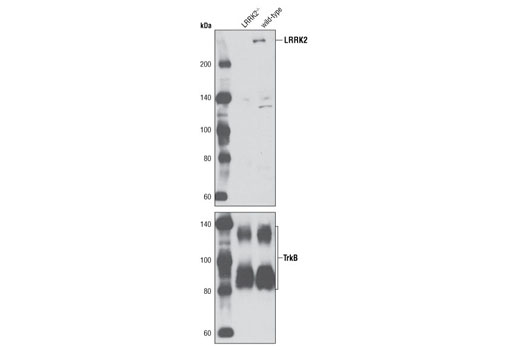 LRRK2 Antibody