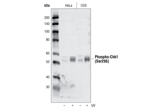 Phospho-Chk1 (Ser296) Antibody