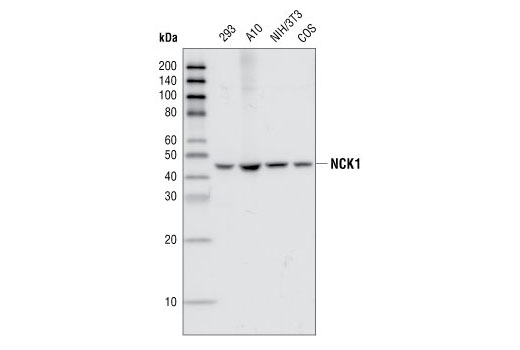 NCK1 (15B9) Rabbit mAb
