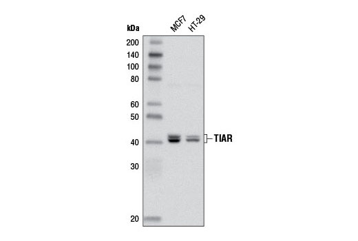 TIAR (D32D3) XP Rabbit mAb