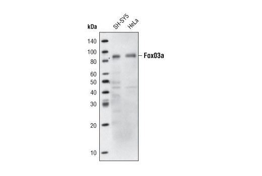 FoxO3a (75D8) Rabbit mAb (Biotinylated)