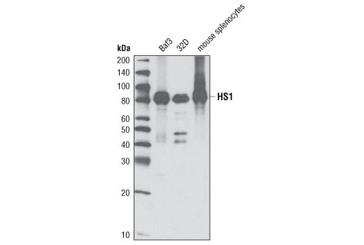 HS1 (D5A9) XP Rabbit mAb (Rodent Specific)