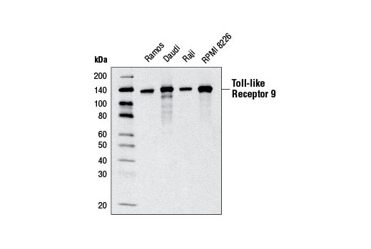 Toll-like Receptor 9 (D2C9) Rabbit mAb