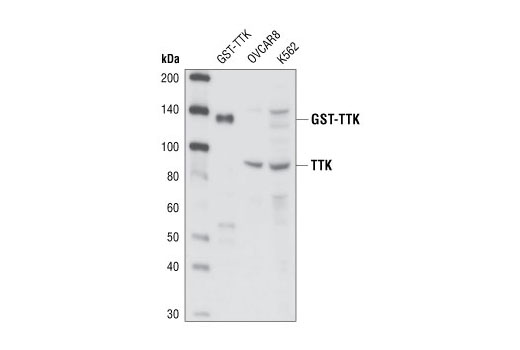 TTK Antibody