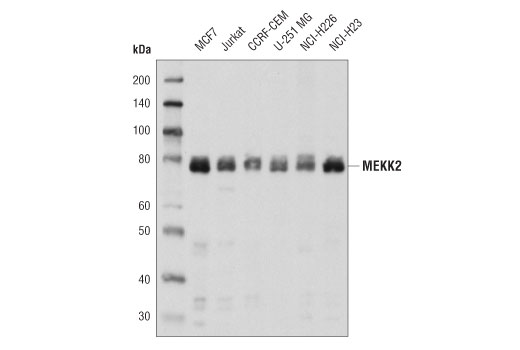 MEKK2 Antibody