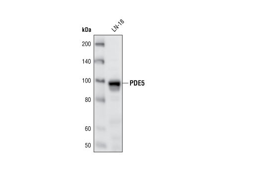 PDE5 Antibody