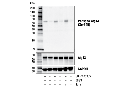 Phospho-Atg13 (Ser355) (E4D3T) Rabbit mAb