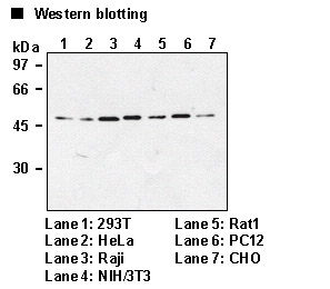 Anti-Atg4B mAb