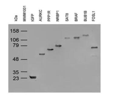 2H8, Anti-tGFP monoclonal Antibody