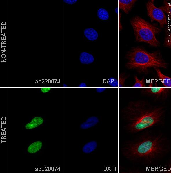 Alexa Fluor 488 Anti-BrdU antibody [BU1/75 (ICR1)]