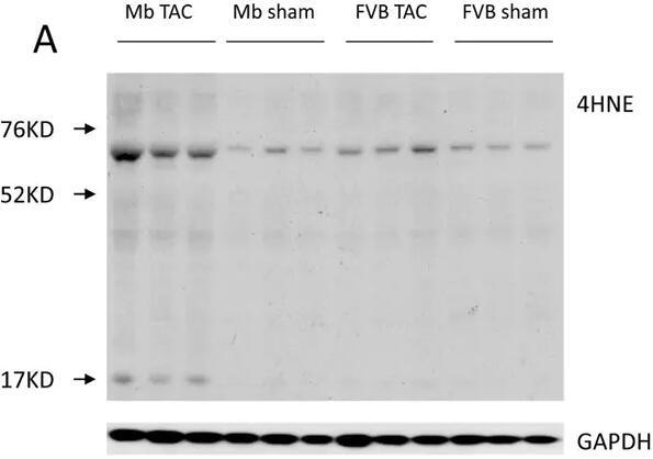 Anti-4 Hydroxynonenal antibody