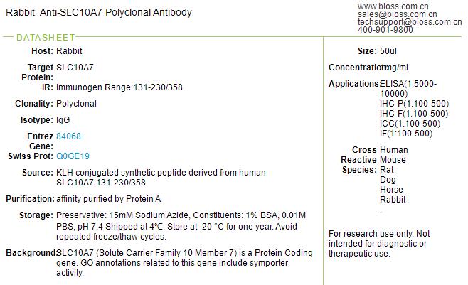 溶质载体家族10成员7抗体