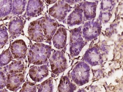 核小体组装蛋白1抗体