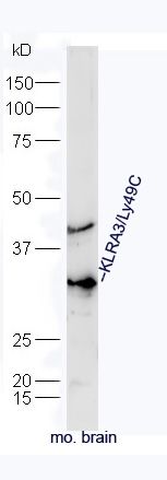 自然杀伤细胞凝集素样受体3抗体
