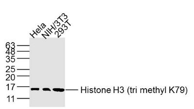 甲基化组蛋白H3(Tri methyl K79)单克隆抗体