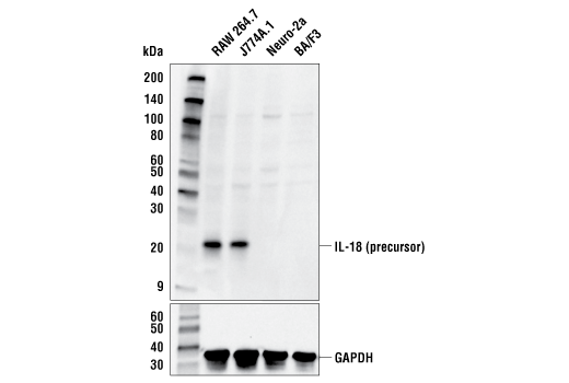 IL-18 (E8P5O) Rabbit mAb