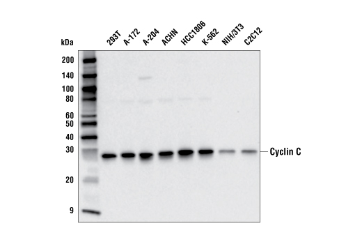 Cyclin C (E6V4Z) Rabbit mAb