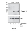 Phospho-S6 Ribosomal Protein (Ser235/236) (D57.2.2E) XP Rabbit mAb
