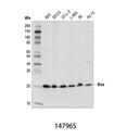 Bax (D3R2M) Rabbit mAb (Rodent Preferred)